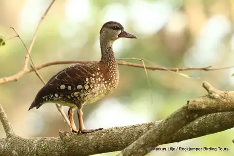 Spotted Whistling Duck