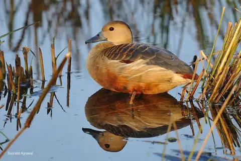 Lesser Whistling Duck