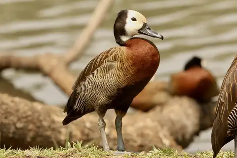 White-faced Whistling Duck