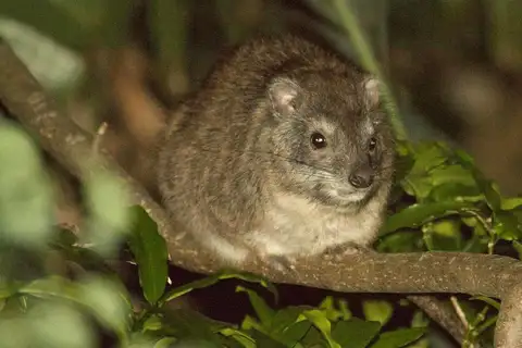 Southern Tree Hyrax