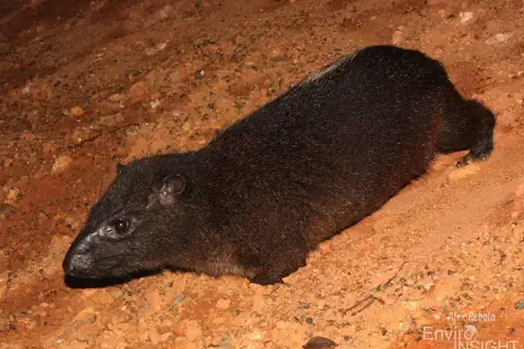 Western Tree Hyrax
