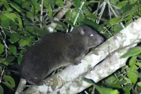 Eastern Tree Hyrax