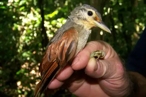 Chestnut-winged Foliage-gleaner