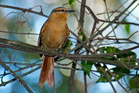 Buff-fronted Foliage-gleaner