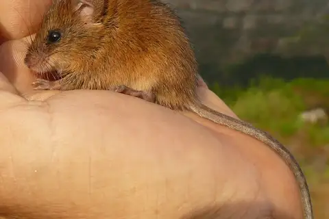 Brant's climbing mouse