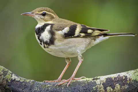 Forest Wagtail