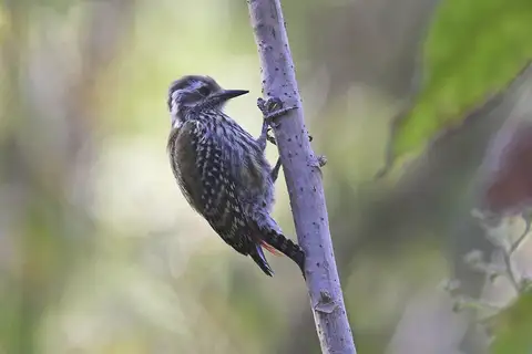 Abyssinian Woodpecker