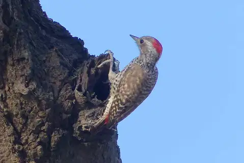 Little Grey Woodpecker