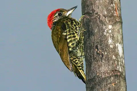 Gabon Woodpecker