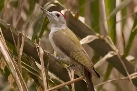 African Grey Woodpecker