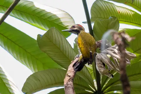 Melancholy Woodpecker