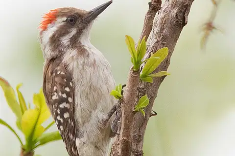Brown-backed Woodpecker