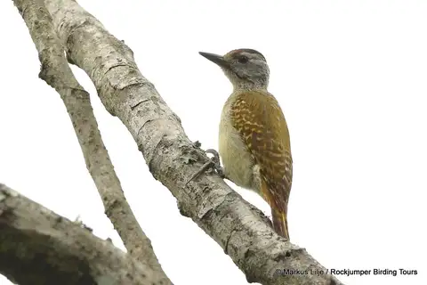 Speckle-breasted Woodpecker