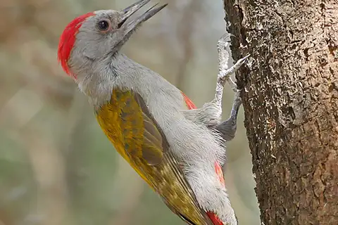 Eastern Grey Woodpecker
