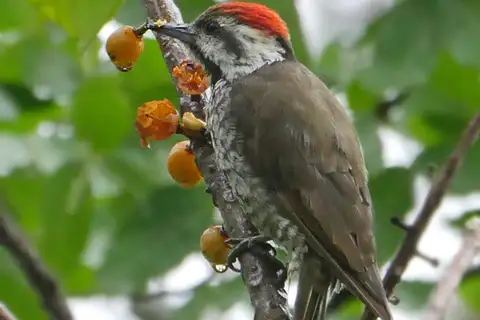 Stierling's Woodpecker