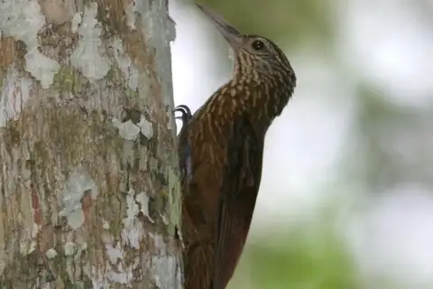 Zimmer's Woodcreeper