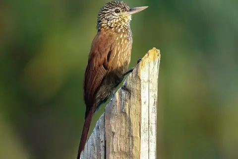 Straight-billed Woodcreeper