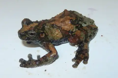 Acre Tree Frog