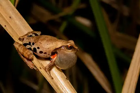 Estrella Tree Frog