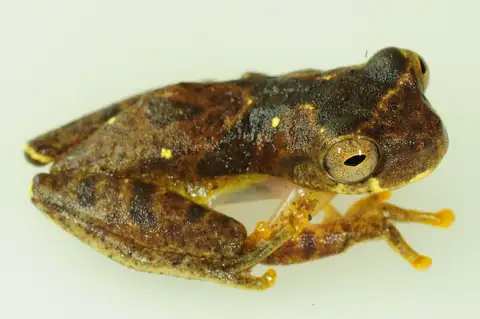 Balzapata Tree Frog