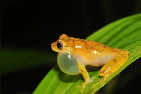 Bertha's Tree Frog