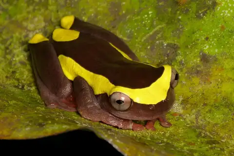 Upper Amazon Tree Frog
