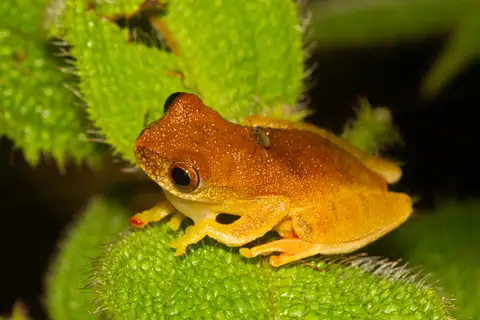 Two-spotted Tree Frog