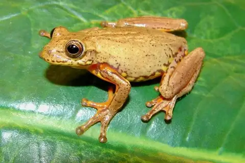 Bogert's Aquatic Tree Frog
