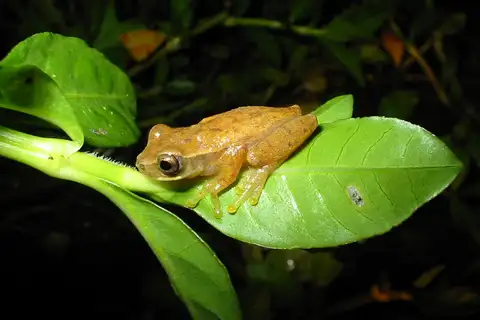 Bonito Tree Frog