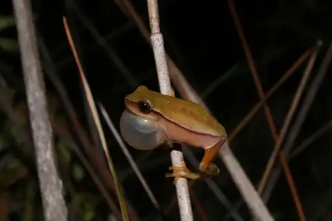 Rio Pardo Tree Frog