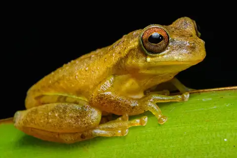 Boettger's Colombian Tree Frog