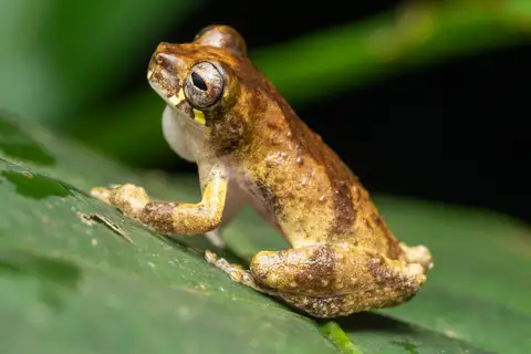Turtle Mountain Tree Frog