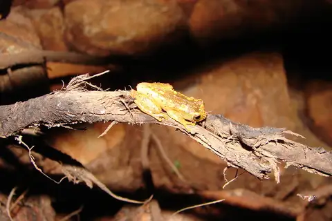 Cassilandia Tree Frog