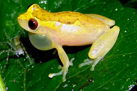 Brazilian coastal treefrog