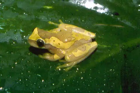 Harlequin Treefrog