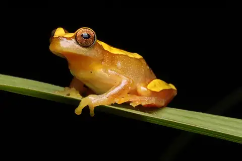 Elegant Forest Tree Frog