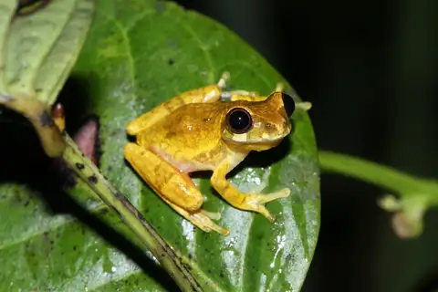Sinnamary Tree Frog