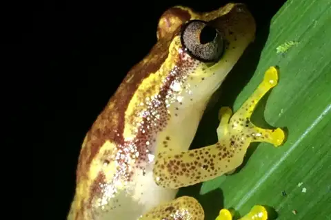 Haddad's Tree Frog