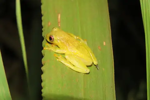 Cobija Tree Frog