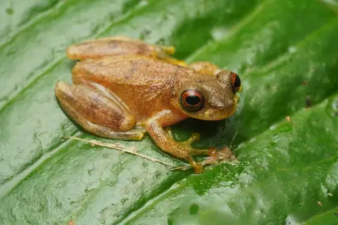Plain-colored Tree Frog