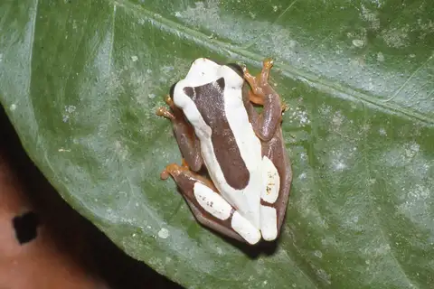 Clown Tree Frog