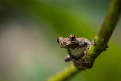 Marbled Tree Frog
