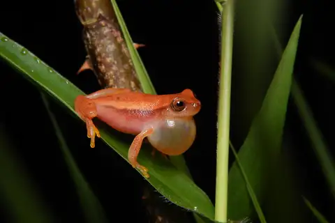Mathiasson's Tree Frog