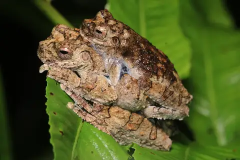 Interior Tree Frog