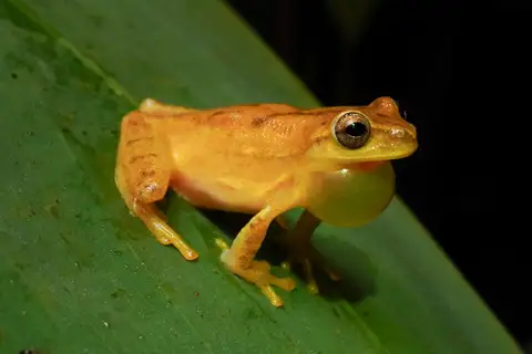 Yellow Treefrog