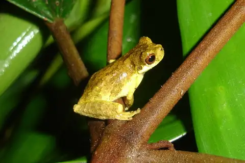 Nova Friburgo Tree Frog