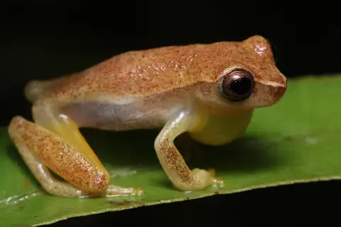 Rivero's Tiny Tree Frog
