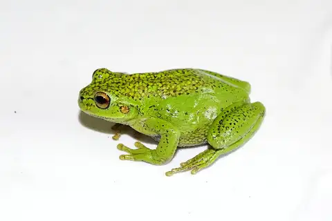 Green Dotted Tree Frog