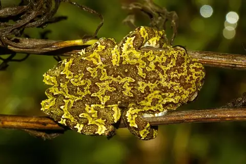 Estrada Saraiva Tree Frog