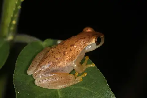 Dwarf Tree Frog